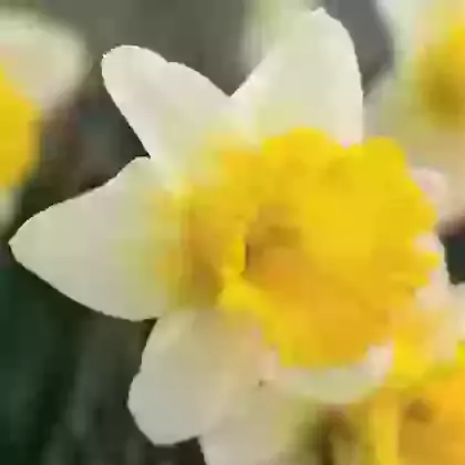 Goblet